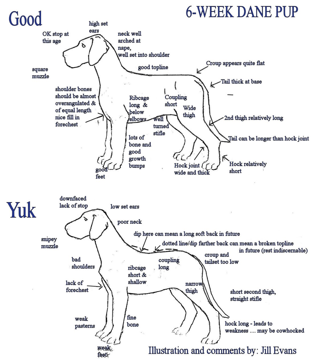 Madison Danes Breed Standard